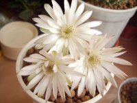 091 Gimnocalycium damsii.jpg