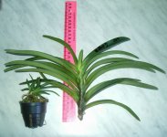 Neofinetia falcata.JPG