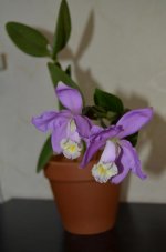 C.loddigesii_04 06 2013_1.jpg