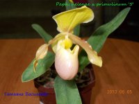 Paph. helenae x primulinum '5'.jpg