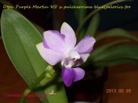 Dtps. Purple Martin 'KS' x pulcherrima blue(pelorics for.jpg