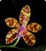 phal. fasciata x mariae.jpg