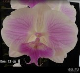 orkhideya-falenopsis-367-saitama-alliance-1-16332374.jpg