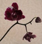 Ever-spring King x (Potzu Beauty x Doritaenopsis King Shiang's Beauty) 'Black Ox 2.jpg