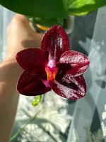 propetalum_golden_bay_2 (1).jpg