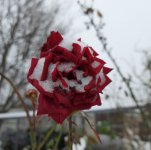 роза 1.jpg