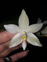 Phal. Penang Violacea × tetraspis 'Mr. Huang' 1.jpg