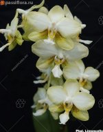 Phalaenopsis .Limoncello 23.07.19.jpg