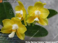 joy-spring-canary-japan-peach03.jpg
