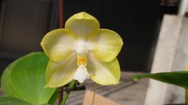 Phalaenopsis Zheng Min Muscadine..jpg