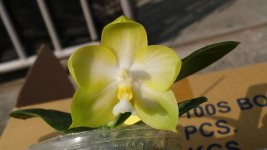 Phalaenopsis Zheng Min Muscadine.jpg