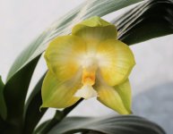 Phal. Zheng Min Muscadine.JPG