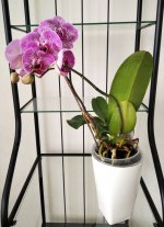 Phal NoName 1.jpg