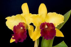 Орхидея каттлея Blc. Alma Kee Tip Malee купить в Севастополе | Товары для  дома и дачи | Авито