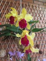 Blc Alma Kee «Tipmalee» — OrchidDream