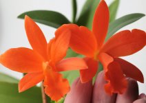 Blc.Young Min Orange Golden Satisfaction 2.JPG