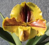 Paphiopedilum Lippewunder.JPG