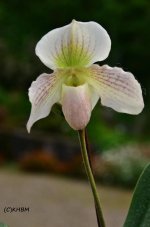paph_in_charm_white_x_paph_liemianum_by_mararda_d7mdod2-fullview.jpg