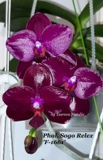 Phal. Sogo Relex 'F-1661'.jpg