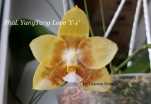 Phal. S-239 YangYang Love 'Y-1'.jpg