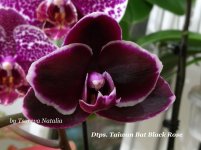 Dtps. Taiwan Bat Black Rose.jpg