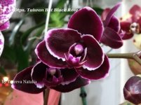 Dtps. Taiwan Bat Black Rose (3).jpg