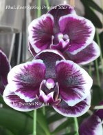 Phal. Ever Spring Prience 'Star #6'.jpg