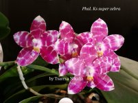 Phal. Ks super zebra  № 1 (2).jpg