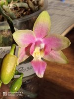 Phal. Yaphon Pink Bee.jpg