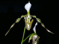 275px-Paphiopedilum_dianthum_Orchi_15.jpg