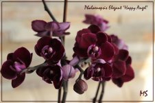 Phalaenopsis Elegant 'Happy Angel'.jpg