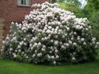 Rhododendron_White_Lrg.jpg