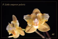 P. little emperor peloric — копия.jpg