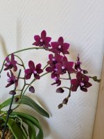 Phal Black Pearl 4.jpg