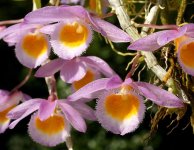 991px-Dendrobium_loddigesii_Orchi_2013-05-05_024.jpg