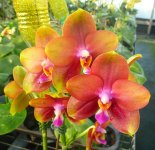 phalaenopsis-mituo-sun-queen-63-2-foto-6951.jpg