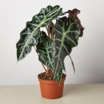 Alocasia Curly Bambino.jpg