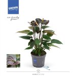 Anthurium - Karma Black.jpg