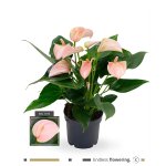 Anthurium - Karma Joli Peach.jpg