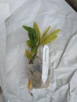 Dendrobium draconis-1.jpg
