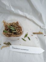 Dendrobium cucumerinum-1.jpg