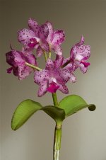 ea1b3c7053cb9f464ca93b651b685427--phalaenopsis-orchids.jpg