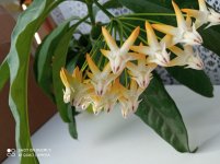 Hoya multiflora 21.10.05 (3).jpg