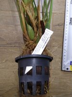 Maxillaria tenuifolia 3-1.jpg