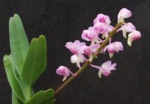 Aerides odorata v rosea.JPG