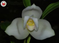 Lycaste_0020_Alma_0020_De_0020_mi_0020_Alma.jpg