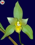 Lycaste_0020_Juanito_0020_Cordero.jpg