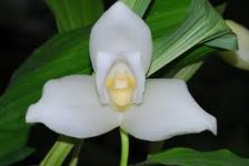 Lycaste Nathalie Cely 'Sol Radiante'.jpeg