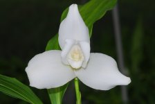 Lycaste_0020_Nathalie_0020_Cely_0020__0027_white_0027_.JPG