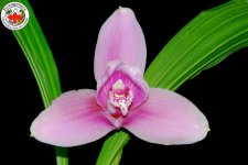 Lycaste_0020_Reina_0020_Del_0020_Cisne_0020__0027_Alex_0027__0020__0023_1.jpg